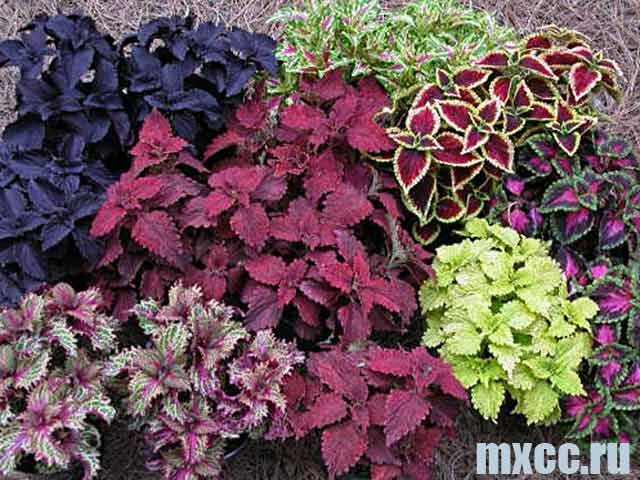 Растение колеус (coleus) и сорта колеуса: фото колеусов, данные о сортах колеусов